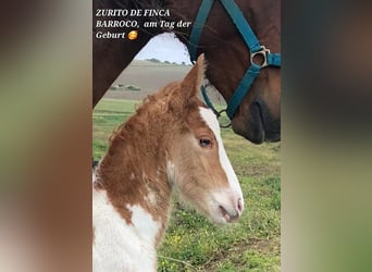 Pinto barroco Mestizo, Semental, 3 años, Pío