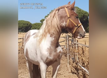 Pinto barroco Mestizo, Semental, 3 años, Pío