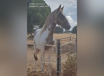 Pinto barroco Mestizo, Semental, 3 años, Pío