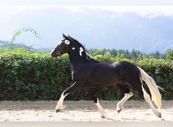 Pinto barroco, Semental, 4 años, 161 cm, Pío