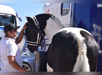 Pinto barroco, Semental, 4 años, 170 cm, Pío