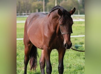 Pinto barroco, Semental, 4 años, Castaño