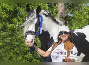 Pinto barroco, Semental, 6 años, 161 cm, Tobiano-todas las-capas