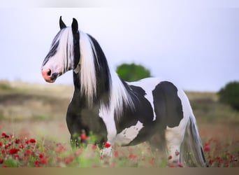 Pinto barroco, Semental, 6 años, 161 cm, Tobiano-todas las-capas