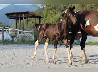 Pinto barroco, Semental, Potro (05/2026), 169 cm, Pío