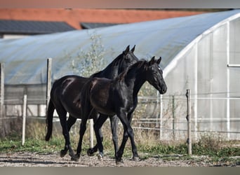 Pinto barroco, Semental, Potro (04/2025), Negro