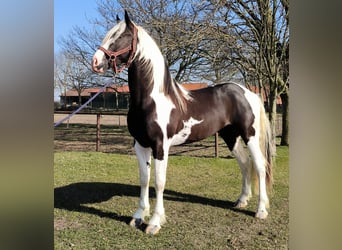 Pinto barroco, Semental, 4 años, 169 cm, Tobiano-todas las-capas