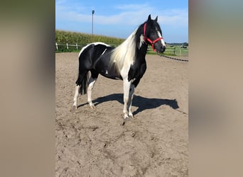 Pinto barroco, Semental, 4 años, 169 cm, Tobiano-todas las-capas