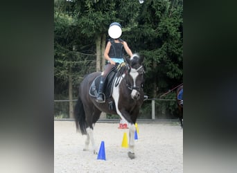 Pinto barroco, Yegua, 10 años, 155 cm, Pío