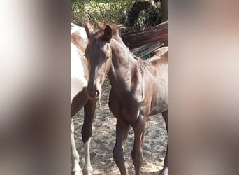 Pinto barroco, Yegua, 1 año, Negro