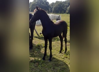 Pinto barroco, Yegua, 1 año, Negro