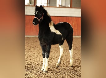 Pinto barroco, Yegua, 1 año, Pío