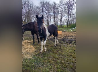 Pinto barroco, Yegua, 1 año, Tobiano-todas las-capas