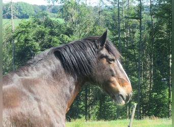 Pinto barroco Mestizo, Yegua, 27 años, 165 cm, Castaño