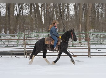 Pinto barroco, Yegua, 2 años, 150 cm, Negro