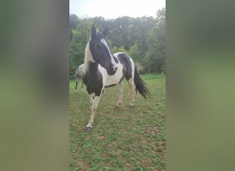 Pinto barroco, Yegua, 2 años, 150 cm, Pío