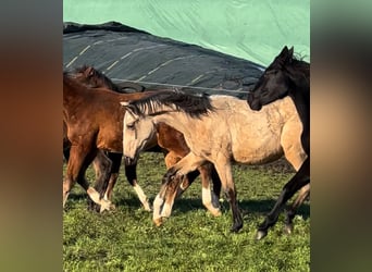 Pinto barroco, Yegua, 2 años, Buckskin/Bayo