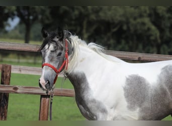 Pinto barroco Mestizo, Yegua, 2 años, Pío