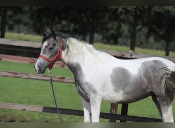 Pinto barroco Mestizo, Yegua, 2 años, Pío
