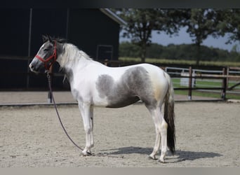 Pinto barroco Mestizo, Yegua, 2 años, Pío