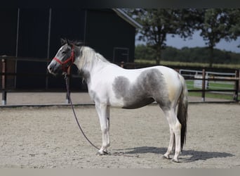 Pinto barroco Mestizo, Yegua, 2 años, Pío