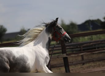 Pinto barroco Mestizo, Yegua, 2 años, Pío