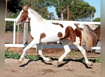 Pinto barroco, Yegua, 5 años, 159 cm, Pío