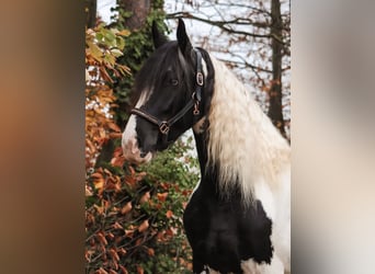 Pinto barroco, Yegua, 6 años, 162 cm, Pío