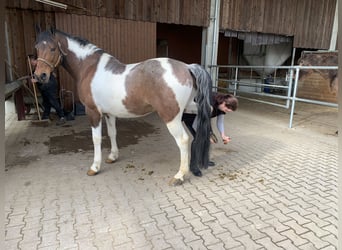 Pinto Horse Mix, Castrone, 10 Anni, 165 cm, Tobiano-tutti i colori