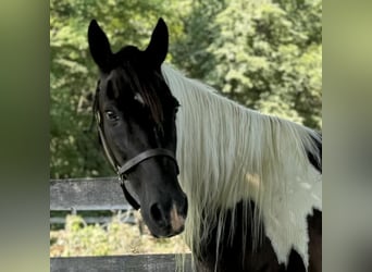 Pinto Horse, Castrone, 11 Anni, 152 cm, Pezzato