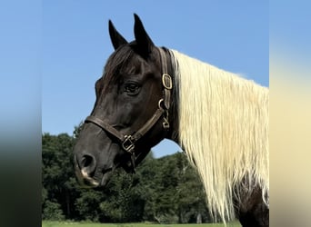 Pinto Horse, Castrone, 11 Anni, 152 cm, Pezzato