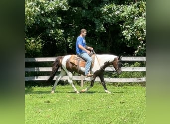 Pinto Horse, Castrone, 11 Anni, 152 cm, Pezzato