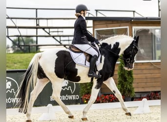 Pinto Horse, Castrone, 11 Anni, 164 cm, Pezzato