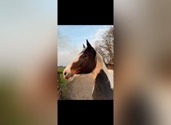 Pinto Horse, Castrone, 12 Anni, 153 cm, Pezzato
