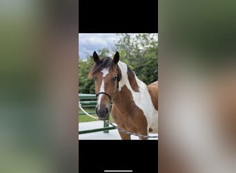 Pinto Horse Mix, Castrone, 12 Anni, 153 cm, Pezzato
