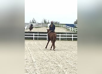 Pinto Horse, Castrone, 12 Anni, 163 cm, Sauro