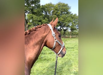 Pinto Horse, Castrone, 12 Anni, 163 cm, Sauro