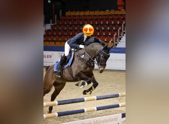 Pinto Horse, Castrone, 13 Anni, 152 cm, Baio scuro