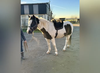 Pinto Horse Mix, Castrone, 13 Anni, 158 cm, Pezzato