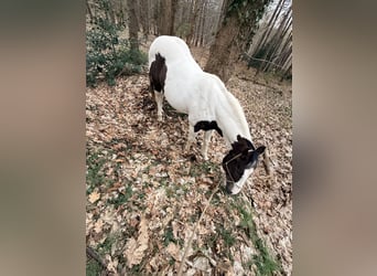 Pinto Horse Mix, Castrone, 13 Anni, 158 cm, Pezzato