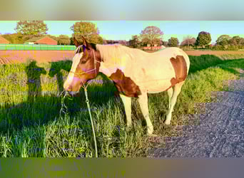 Pinto Horse Mix, Castrone, 13 Anni, 158 cm, Pezzato