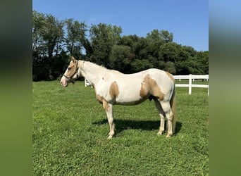 Pinto Horse, Castrone, 14 Anni, 142 cm