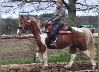 Pinto Horse, Castrone, 14 Anni, 157 cm, Pezzato