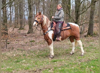 Pinto Horse, Castrone, 14 Anni, 157 cm, Pezzato