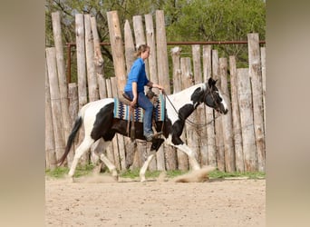 Pinto Horse, Castrone, 14 Anni, 157 cm, Pezzato