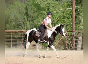 Pinto Horse, Castrone, 14 Anni, Pezzato