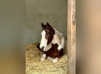 Pinto Horse, Castrone, 16 Anni, 156 cm, Pezzato