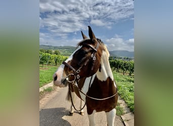 Pinto Horse, Castrone, 17 Anni, 155 cm, Pezzato