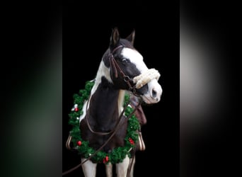 Pinto Horse, Castrone, 18 Anni, 158 cm, Pezzato