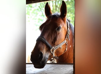 Pinto Horse Mix, Castrone, 19 Anni, 163 cm, Pezzato